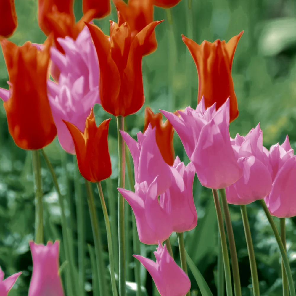 Paper+Design Lunch Aapkins (Garden Tulpen)