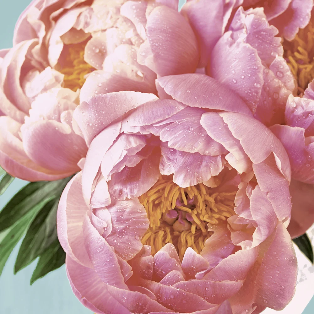 Paper+Design Lunch Aapkins (Pink Peony)