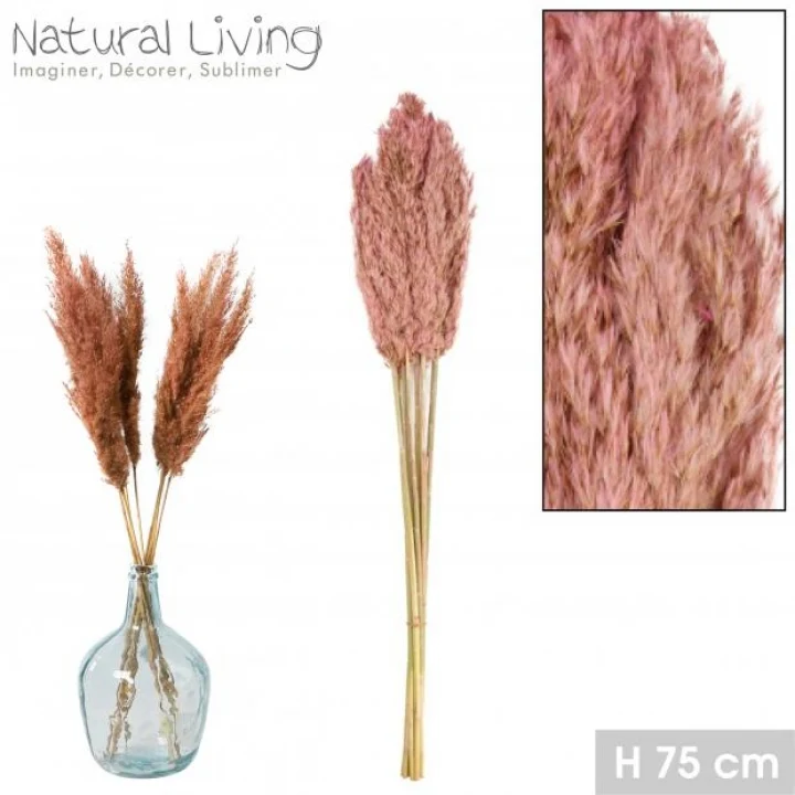 Pampa roze 10 stuks H75cm PRIFIX shop