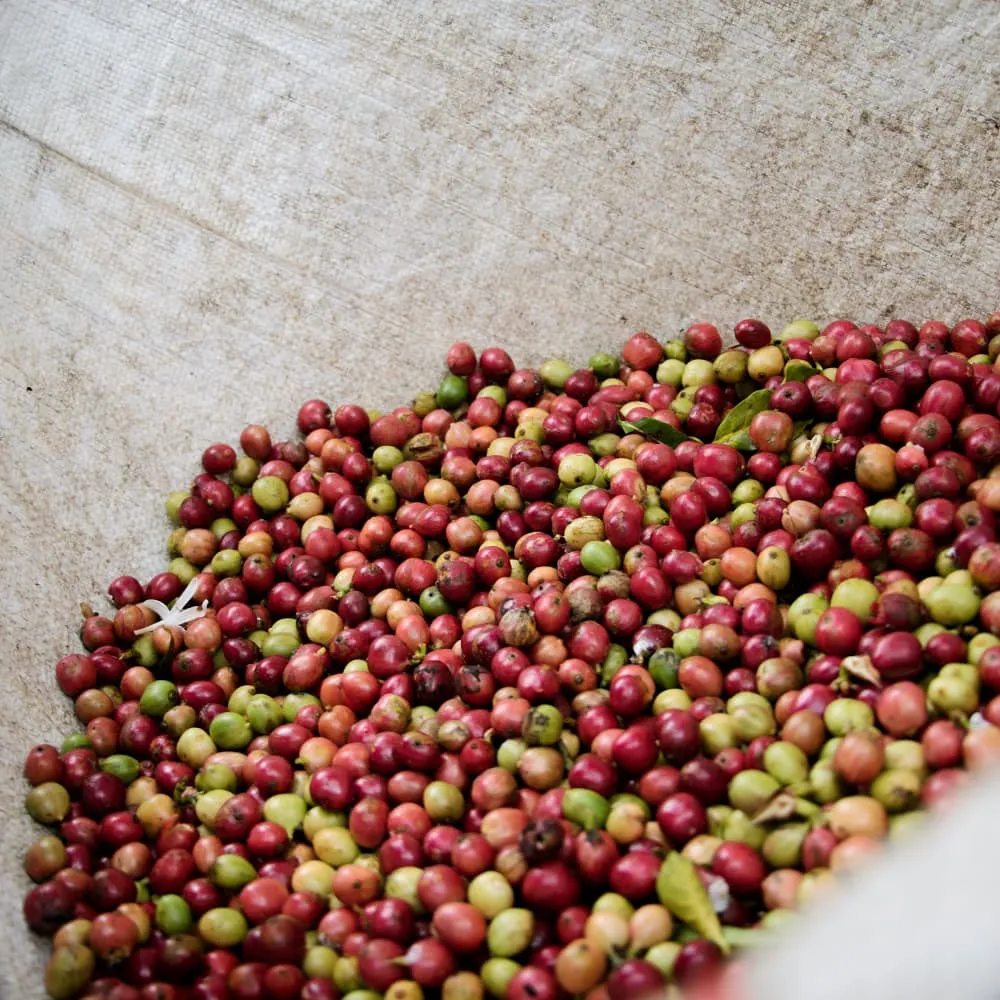 Romcaffè Miscela Bianca Blend 1kg Koffiebonen