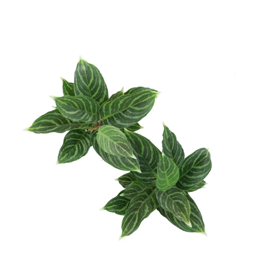 Kopu® 2 stuks Kunstplant Aglaonema 35 cm - 14 bladeren - zwarte pot