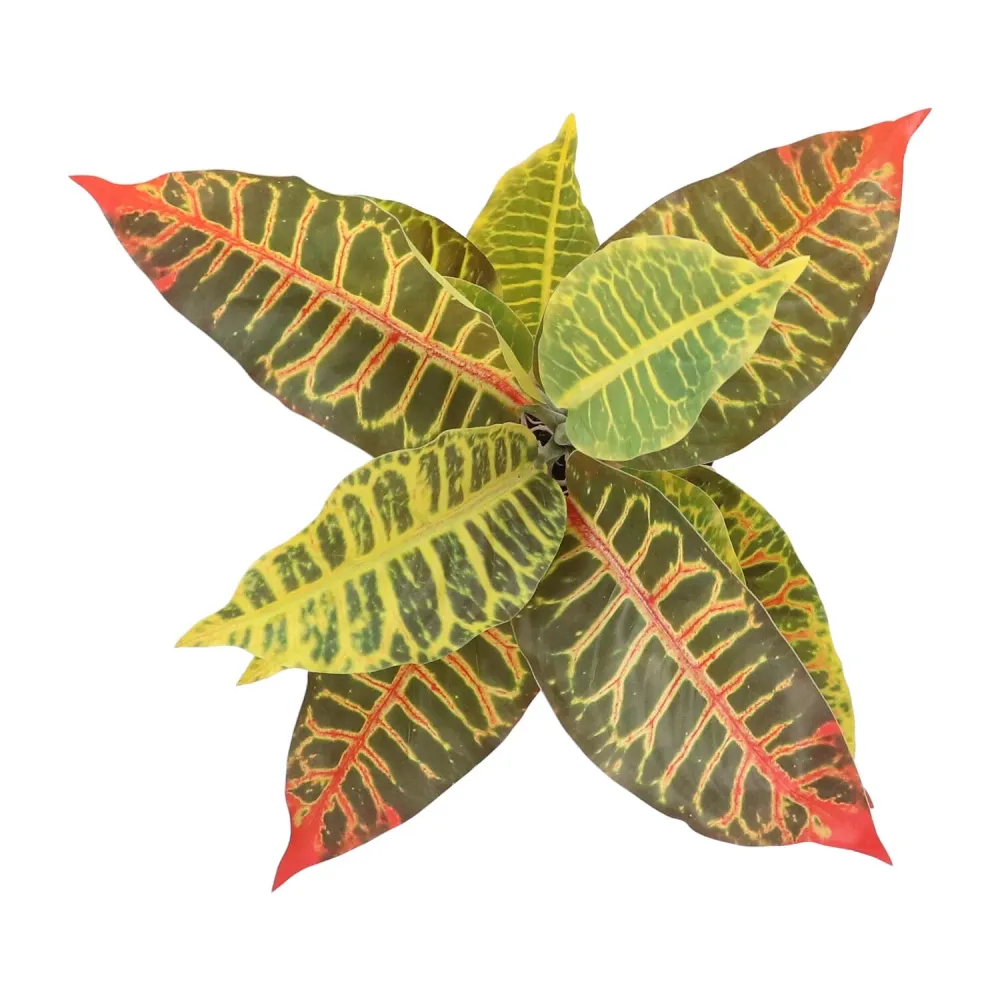 Kopu® 2 stuks Kunstplant Croton 35 cm - 14 bladeren - zwarte pot