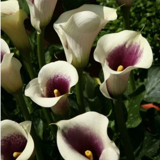 Bloembollen - Zomerbloeiers - Calla - Picasso - 5 stuks per tas - Knol - Snijbloem - Zantedeschia - Aronskelkfamile - Wint...