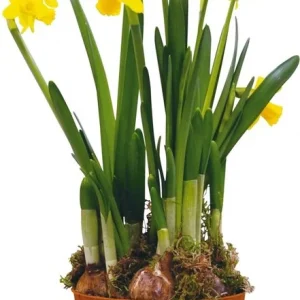 Sasemy - Bloembollen - Narcis pot - Narcis - Narcissen - Bloembol