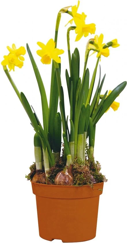 Sasemy - Bloembollen - Narcis pot - Narcis - Narcissen - Bloembol