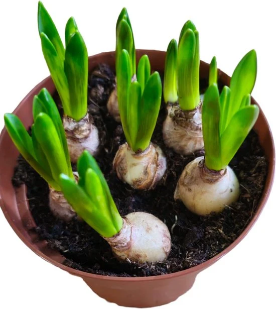 Sasemy - Bloembollen - Narcis pot - Narcis - Narcissen - Bloembol