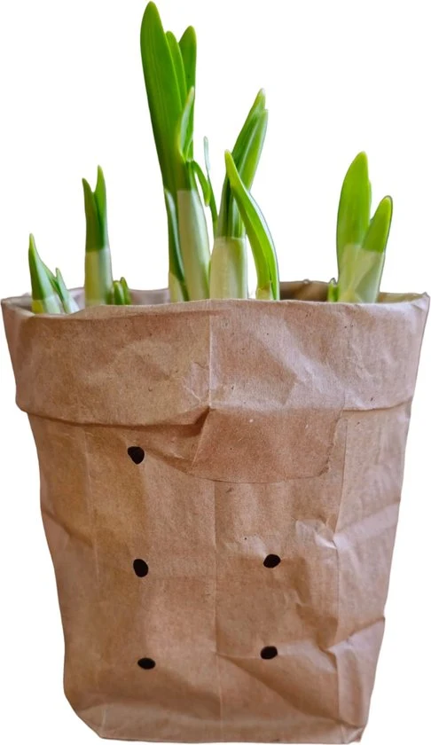 Sasemy - Bloembollen - Narcis pot - Narcis - Narcissen - Bloembol