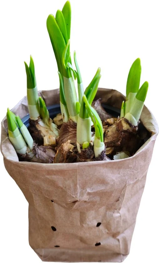 Sasemy - Bloembollen - Narcis pot - Narcis - Narcissen - Bloembol